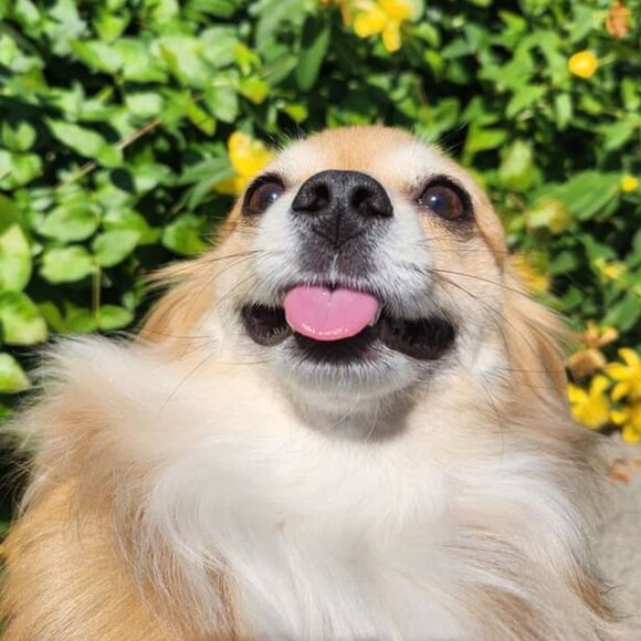 Meet your Posher, Zen - Picture 1 of 1